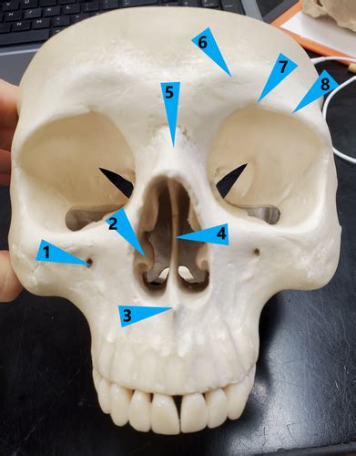 Axial Skeleton Bones And Bone Markings Flashcards Quizlet