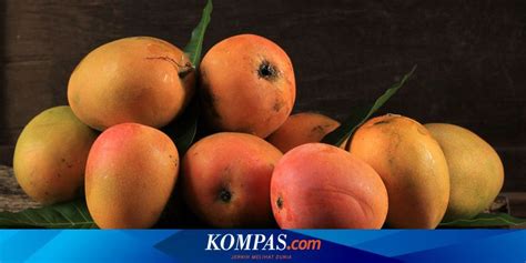 Kendala Ekspor Mangga Indonesia Dari Kondisi Buah Sampai Regulasi