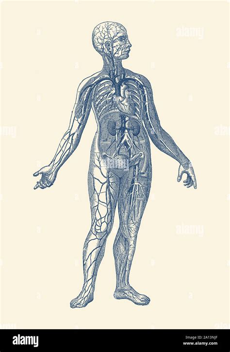 Human Anatomy Veins