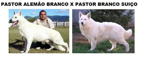 Pastor Branco Suíço Pastor Canadense Pastor Branco Pastor Branco