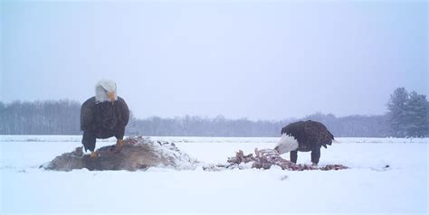 My Father Gets The Credit But He Doesn’t Use The Interwebs He Left A Trail Cam Next To A Deer