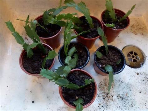 Ultimate Guide To Propagating Christmas Cactus Plants Craze