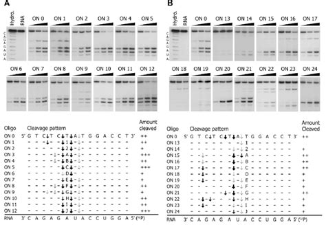 Rnase H Cleavage Of Target Rna Analysed By Gel Electrophoresis