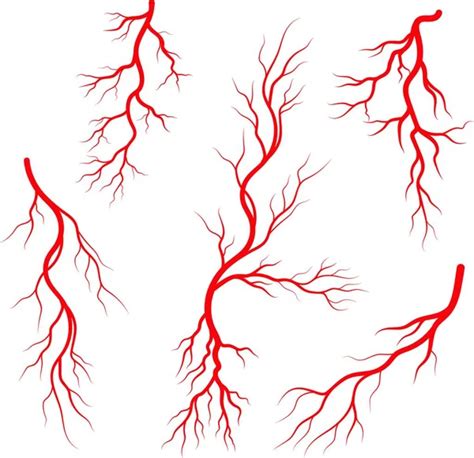 Human Veins Arteries Illustration Design Stock Vector by ©YAY_Images ...