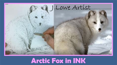 HOW TO DRAW A ARCTIC FOX STEP BY STEP Pen And Ink Drawing Tutoiral For