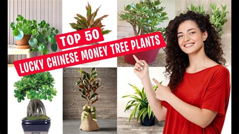 Top Lucky Chinese Money Tree Plants For Home Best Chinese Money