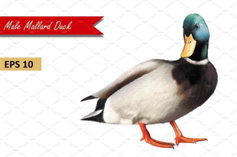 Male Mallard Duck Vector Masterbundles