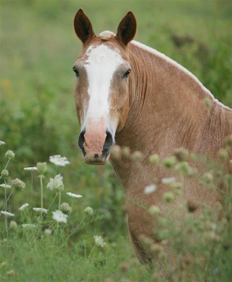 The great Belgian Draft horse | Horses, Draft horses, Beautiful horses