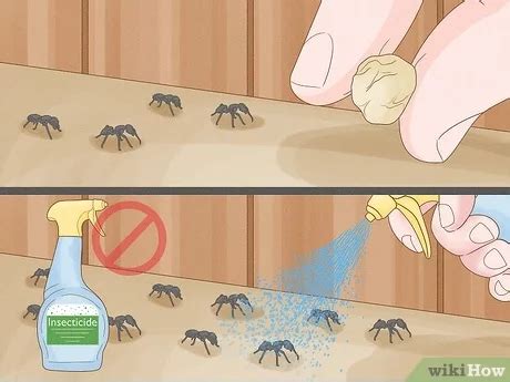 How To Get Rid Of Carpenter Ants In Your Garden Fasci Garden