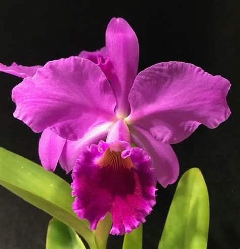 What Is The National Flower of Brazil? | Cattleya, Cattleya orchid ...