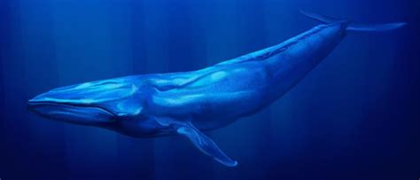 Blue Whale vs Fin Whale: What Are The Differences? - A-Z Animals