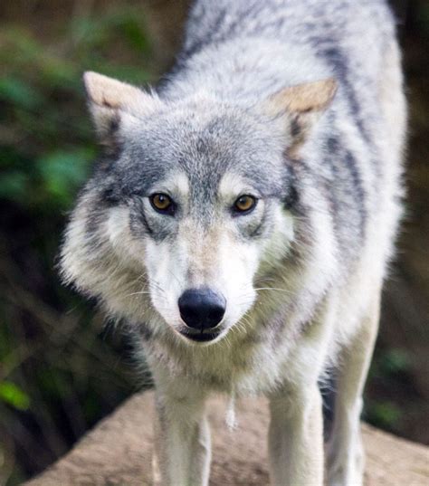 38 Alaska Wolf Information