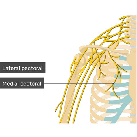 Medial Pectoral Nerve