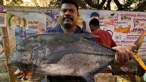 Kasimedu Speed Selvam Big Size Black Trevally Fish Cutting Video