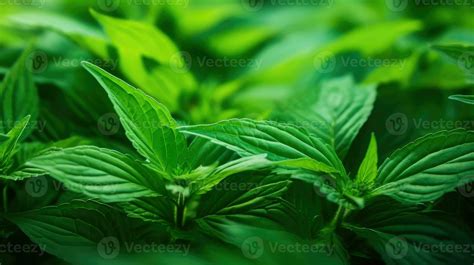 Green Plant Background Stock Photos, Images and Backgrounds for Free ...