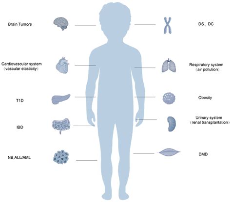 Schematic Diagram Of The Relationship Between Telomere Dysfunction And