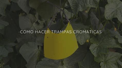 C Mo Hacer Trampas Crom Ticas Para Combatir La Mosca Blanca