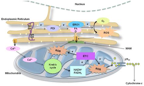 Ijms Free Full Text An Involvement Of Oxidative Stress In