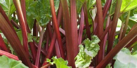 22 Best Rhubarb Companion Plants (and 6 to Avoid) - Fluxing Well