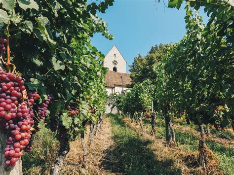 Your 2024 guide to Baden Wine Route | Winetourism.com