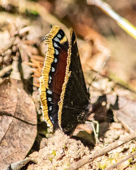 Mourning Cloak Butterfly Life Cycle