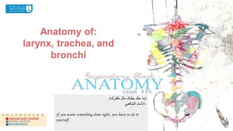 Anatomy Of: Larynx, Trachea, and Bronchi - DocsLib