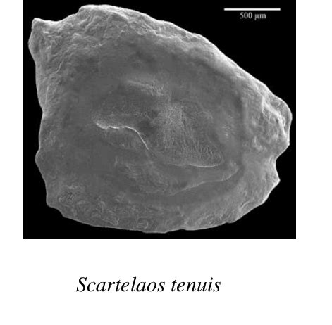 Sem Photographs Of Otoliths From The Three Mudskipper Species