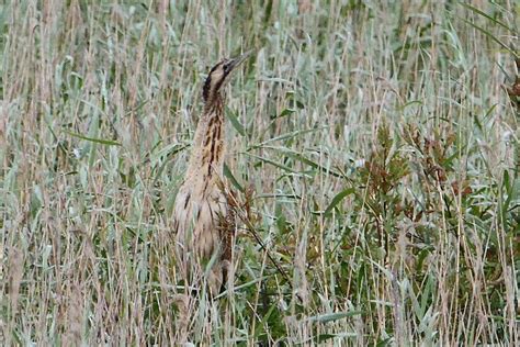 Eurasia Bittern Botaurus Stellaris These Are Pictures Ta Flickr