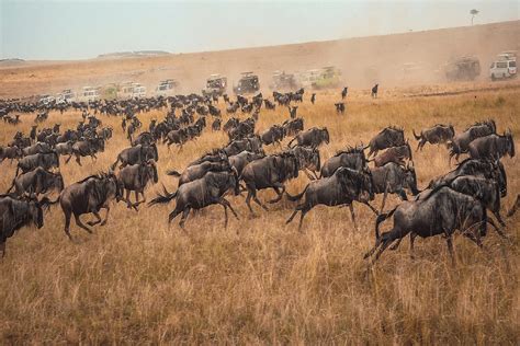 Great 4 Days Serengeti Migration Safari In Tanzania