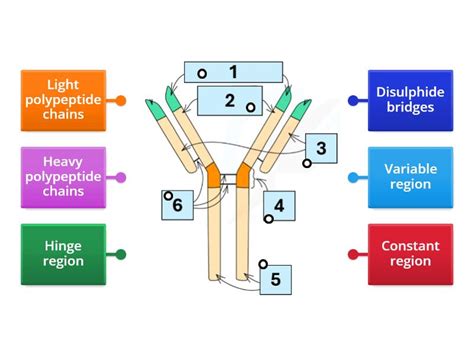 Antibody structure A Level Biology - Labelled diagram