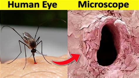 20 Things You Can Only See Under Microscope Youtube