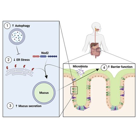 Autophagy Controls Mucus Secretion From Intestinal Goblet Cells By