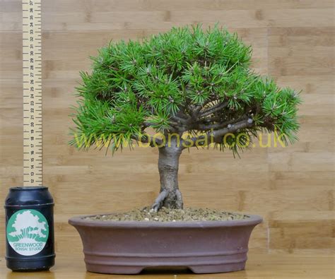 Dwarf Mugo Pine Bonsai - Outdoor Bonsai Tree in Glazed Pot - Greenwood ...