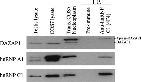 A Novel Nucleocytoplasmic Shuttling Sequence Of Dazap A Testis