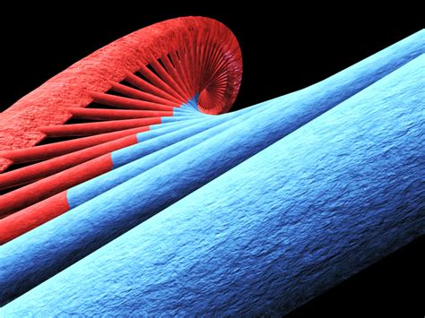 Protein Synthesis 3d Model 3d Models World