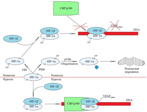 Hif Activation Mechanism In Hypoxia In Normoxia Hif Is