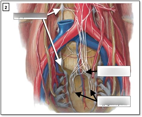 Trunks And Plexus Diagram Quizlet