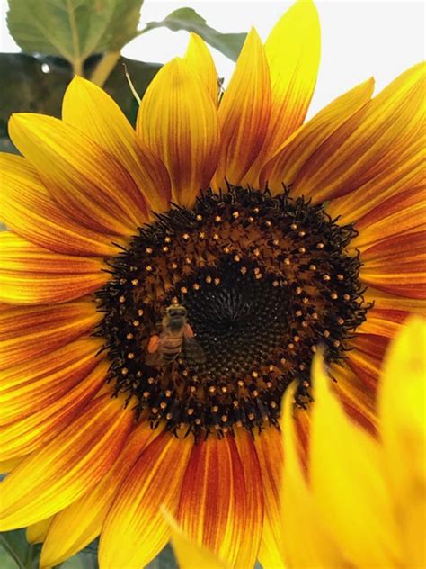 Honey Bees Love Sunflowers - Pioneerthinking.com