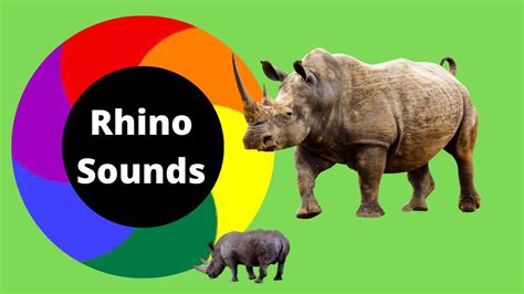 Rhinoceros Sound Rhino Sound Rhinoceros Rhino Sound Effect