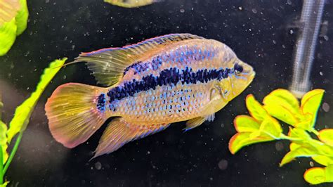 My salvini | Cichlid Fish Forum