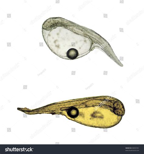 Just Hatched Larvae Marine Cultured Fish Stock Photo 98055761 ...