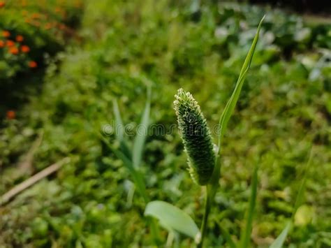 Phalaris Minor Is A Species Of Grass Native To North Africa Europe