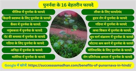 पुनर्नवा 16 गजब के फायदे Benefits Of Punarnava In Hindi Success Samadhan