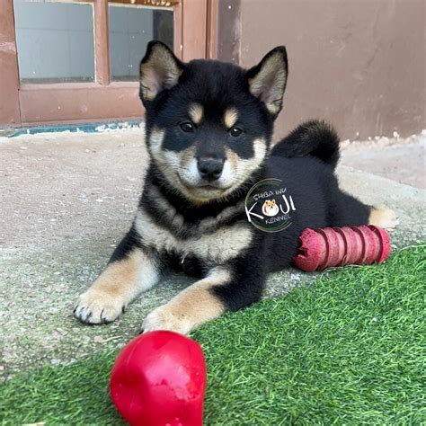 Shiba Inu Canil Koji Nosso Canil é especializado em superar expectativas