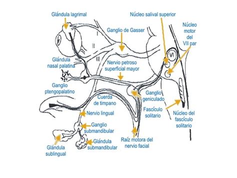 Paralisis Facial Periferica Ppt