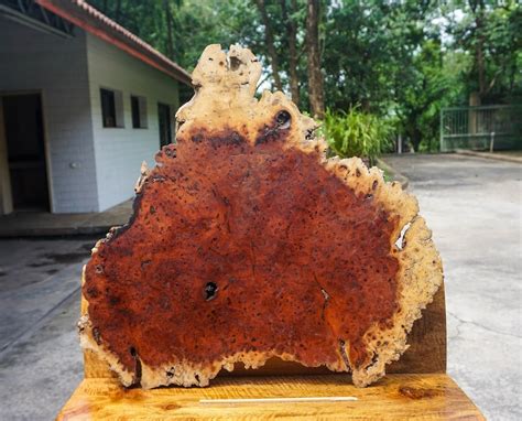 Rare Amboyna Burl Lumber Live Edge Natural Slab Wood Resin Table Top