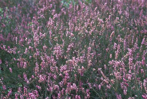 Calluna Vulgaris Heather Go Botany