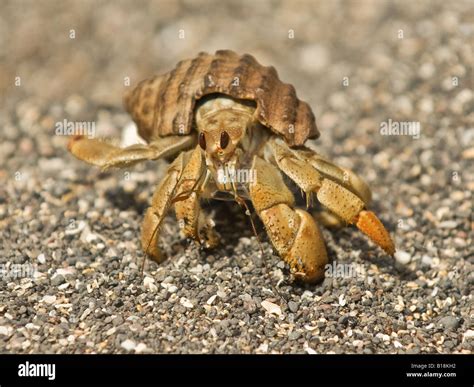 A Semi Terrestrial Hermit Crab Galapagos Ecuador Stock Photo Alamy