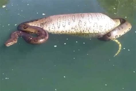 Pescadores Flagram Sucuri De Barriga Cheia D Uns Metros V Deo