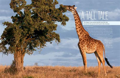 Tallest Giraffe In The World